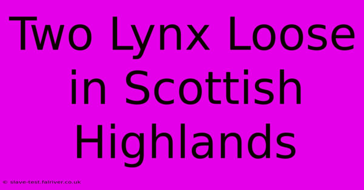 Two Lynx Loose In Scottish Highlands